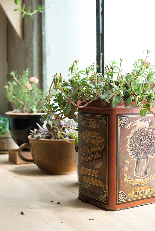 ariele alaskosstudio